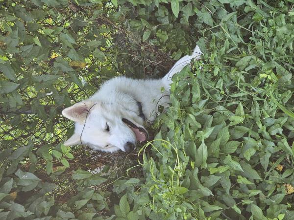 /Images/uploads/Canine Rescue of Central PA Rescue Royalty/CRCPA-rescue-royalty/entries/34141.jpg